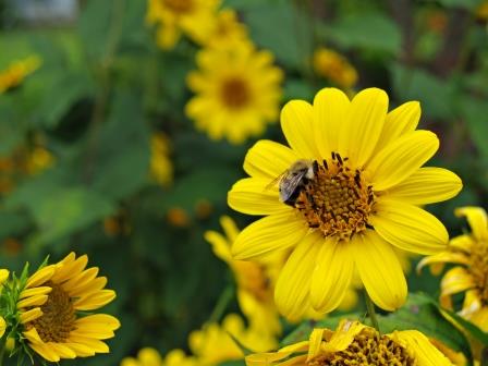 Coreopsis