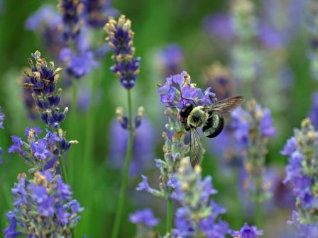 Bee in Lavender