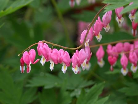 Bleeding Heart