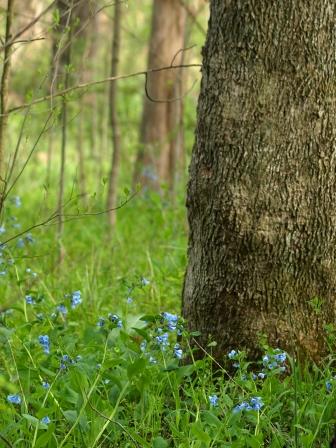 Virginia Bluebells