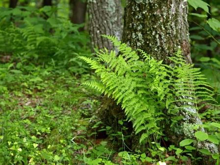 Ferns