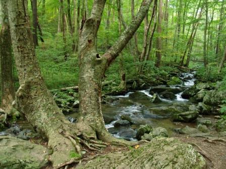 Forest Stream