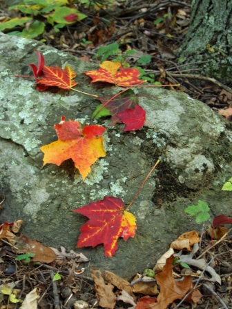 Lichen and Leaves