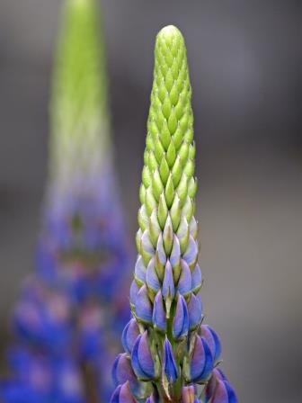 Blandy Farm Lupine