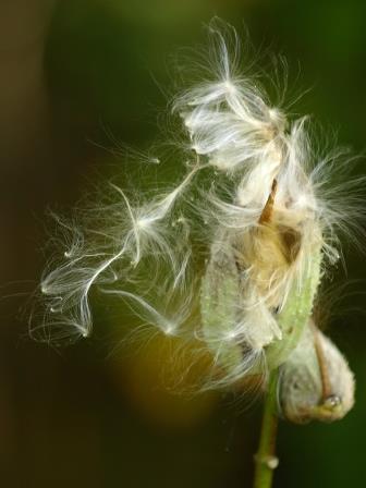 Milk Weed Pod