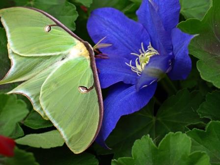 Luna Moth