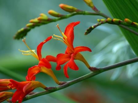 Crocosmia