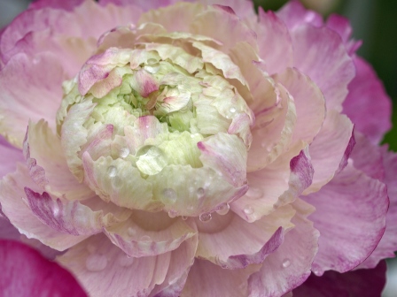 Pink Ranunculus