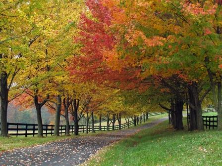 Autumn Drive