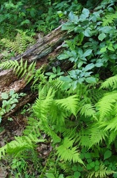 Summer Ferns