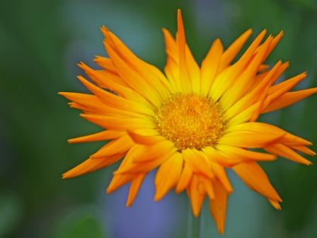 Calendula